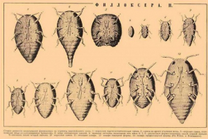 Filoxer szőlő - szőlőválasztó exterminator